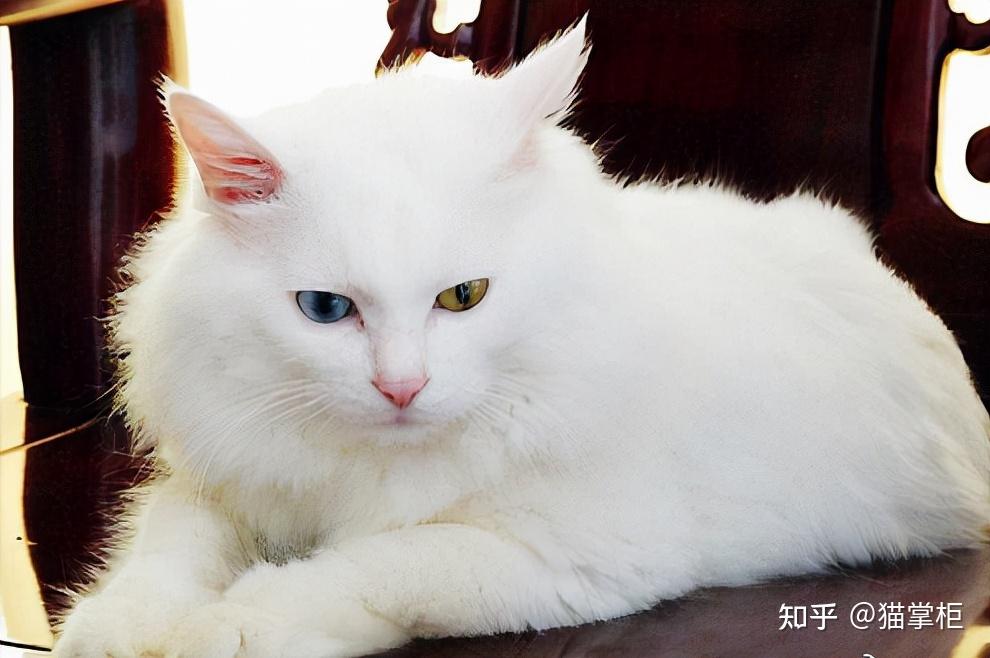 品种溯源识别系列之:山东狮子猫 - 知乎