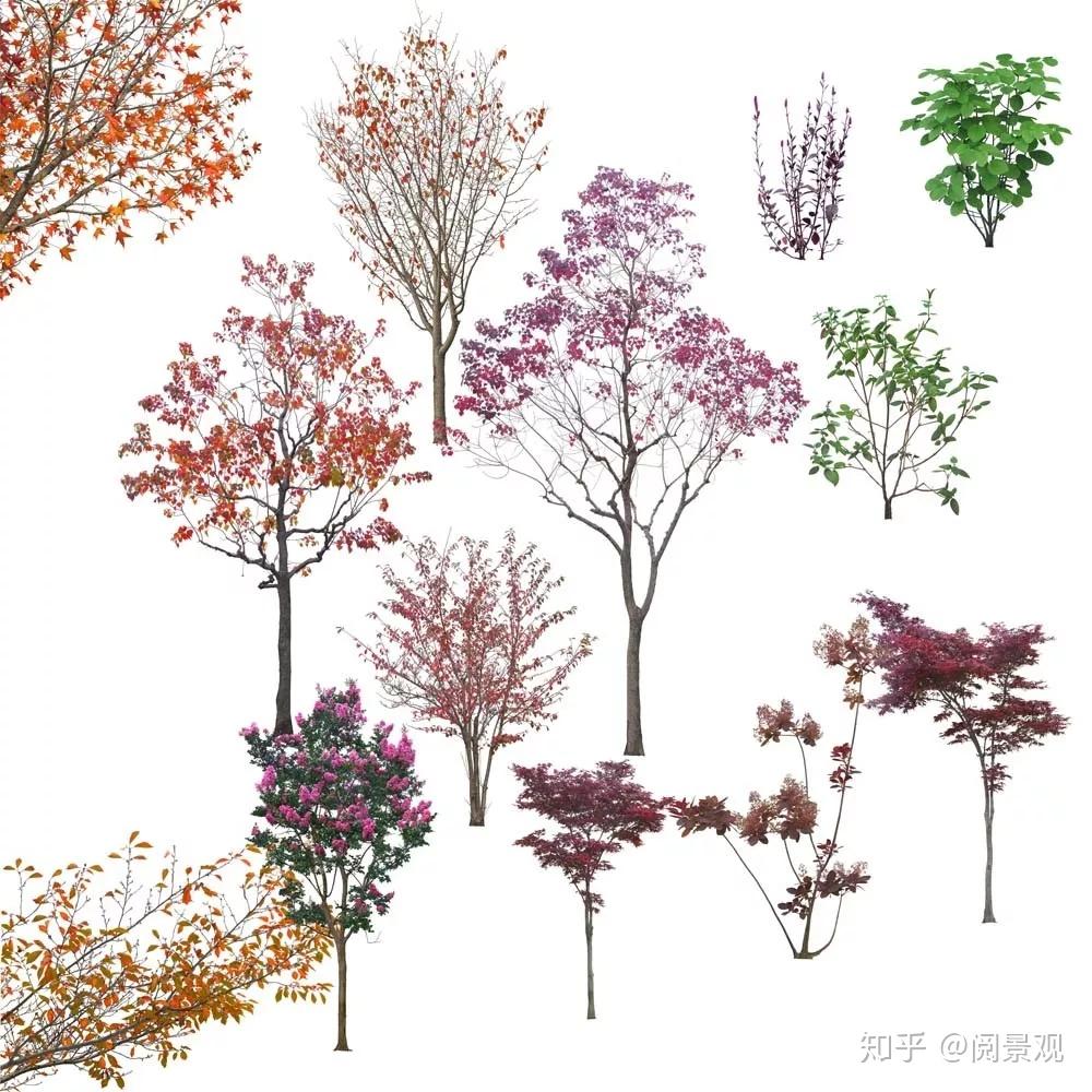25.4G高清PSD分层植物立面源文件，景观设计必备 - 知乎