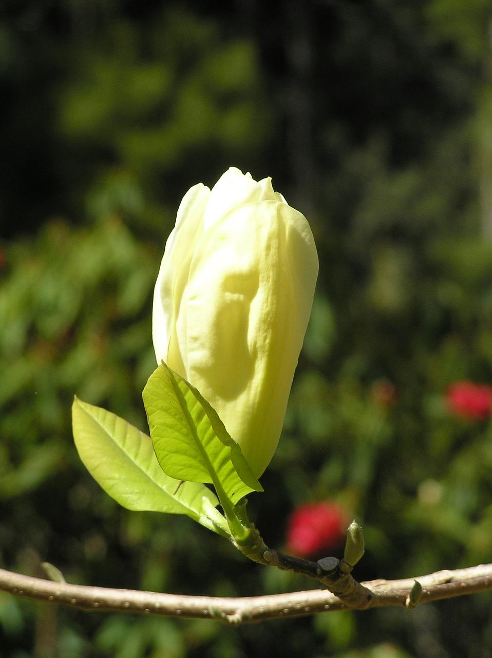 杭州玉兰公寓怎么样