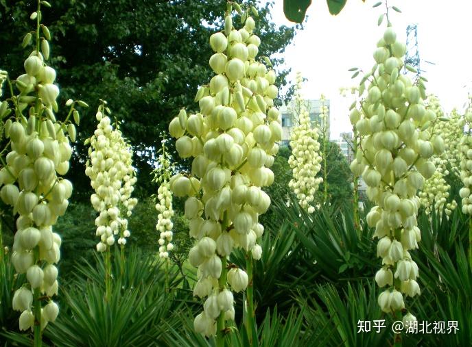 剑麻花大家认识吗?了解它的功效与作用有哪些吗？ - 知乎