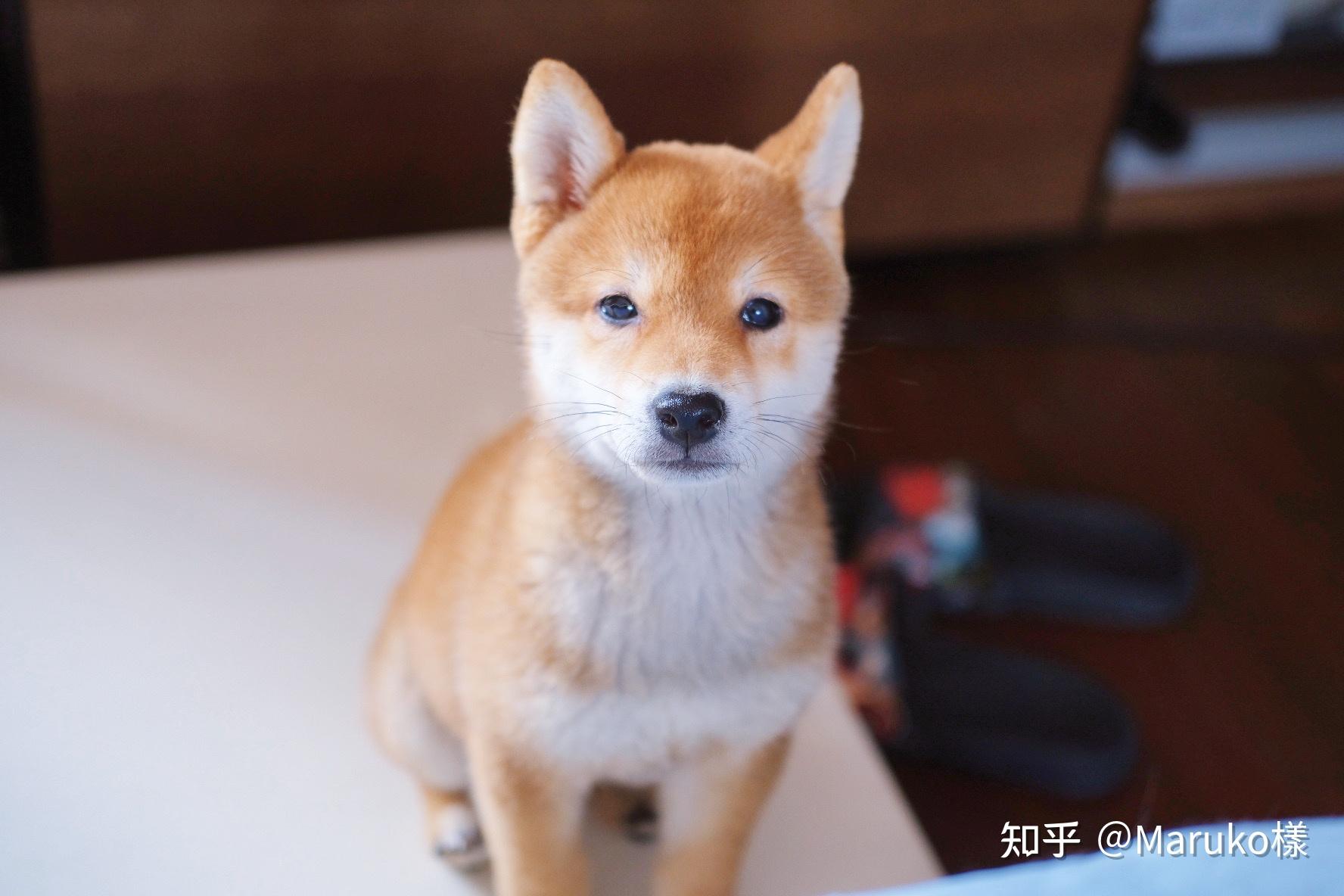 有人喜欢柴犬吗可以发一些萌萌的或者沙雕的照片吗