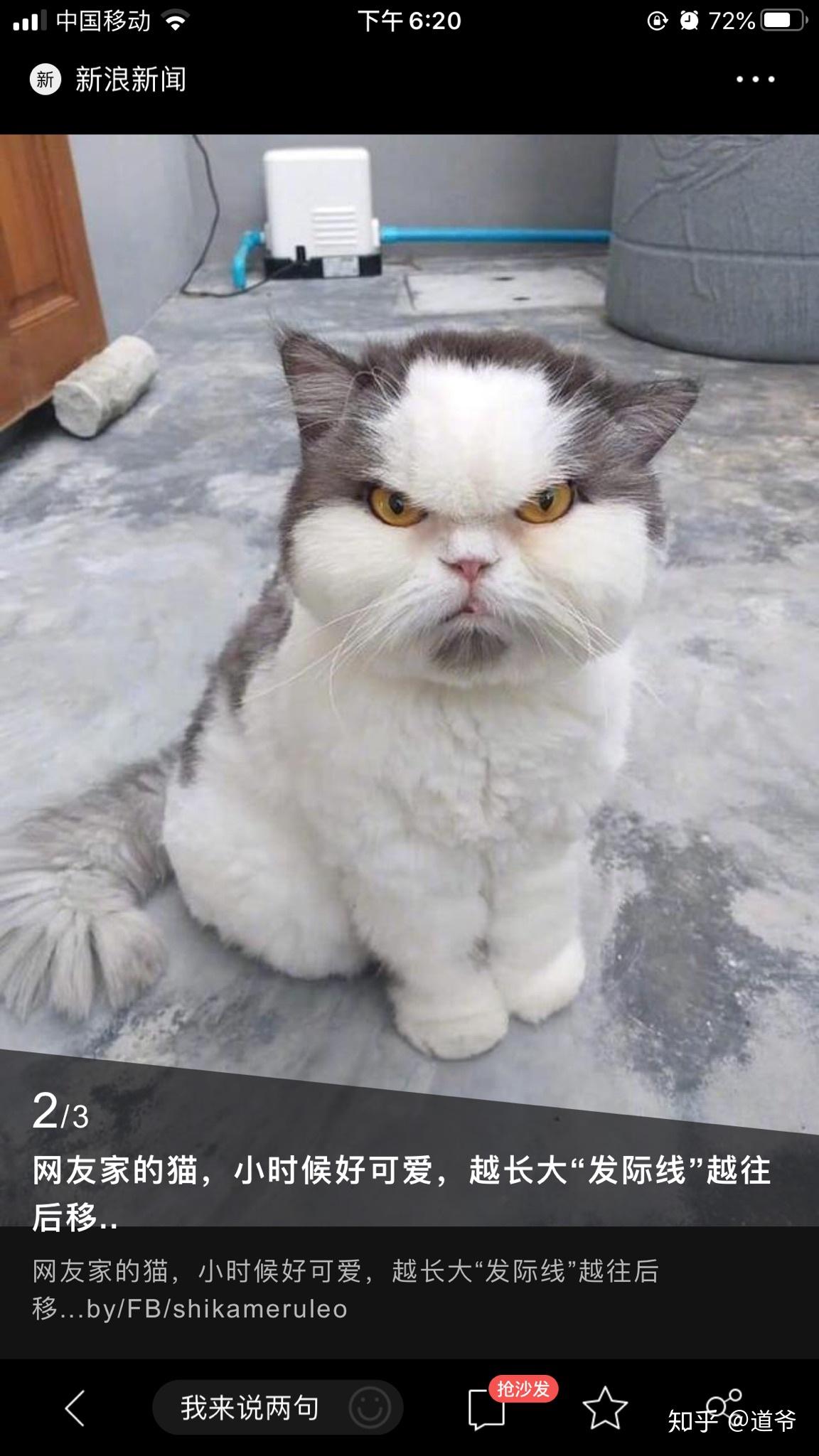 你见过最丑的猫是怎样的? - 知乎