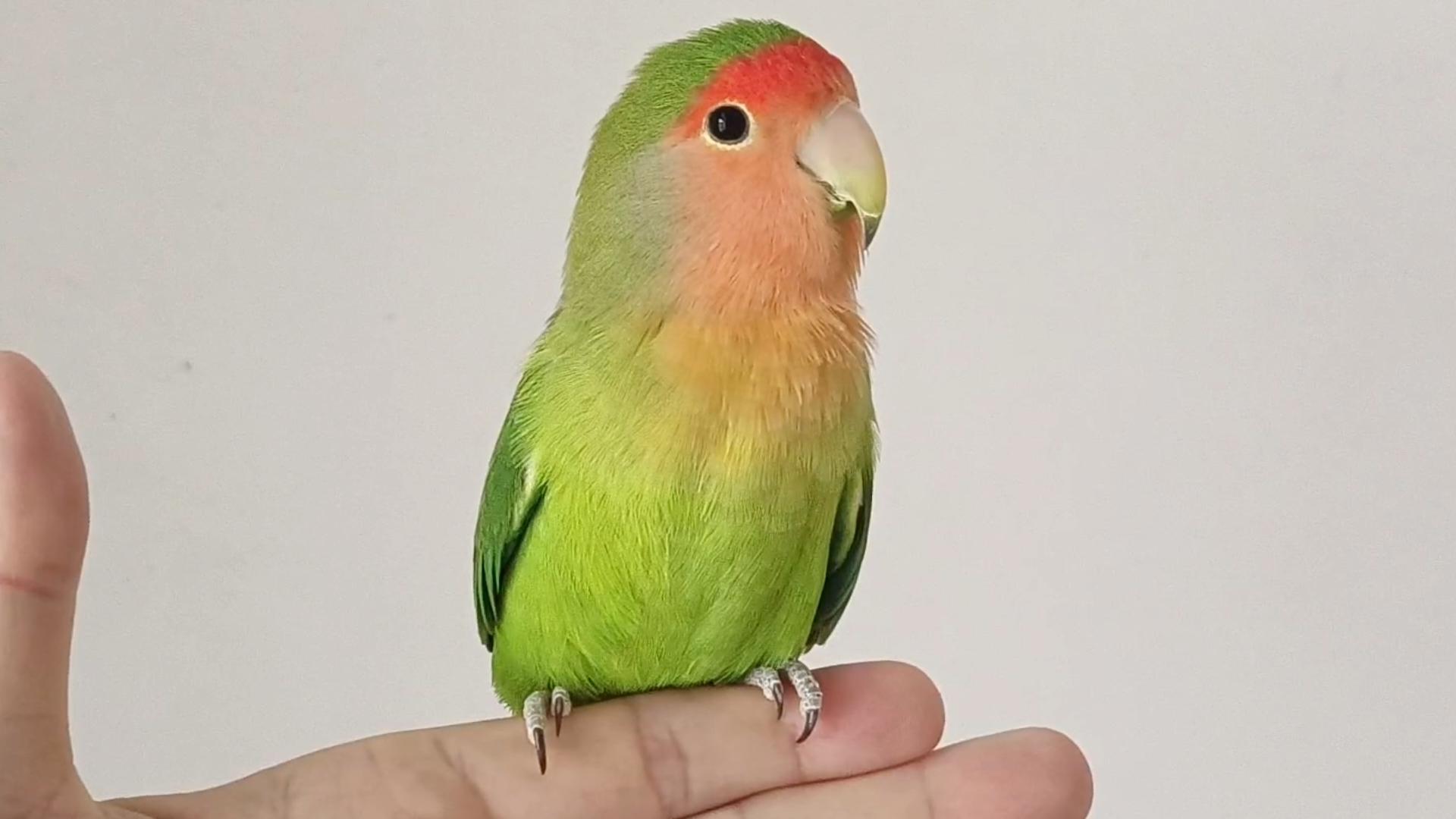 手养的绿桃鹦鹉成精了,比小狗还黏人,就像西瓜的配