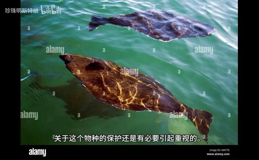 你可能吃过的“巨型比目鱼” 最大鲽形目-庸鲽属的简单介绍 - 知乎