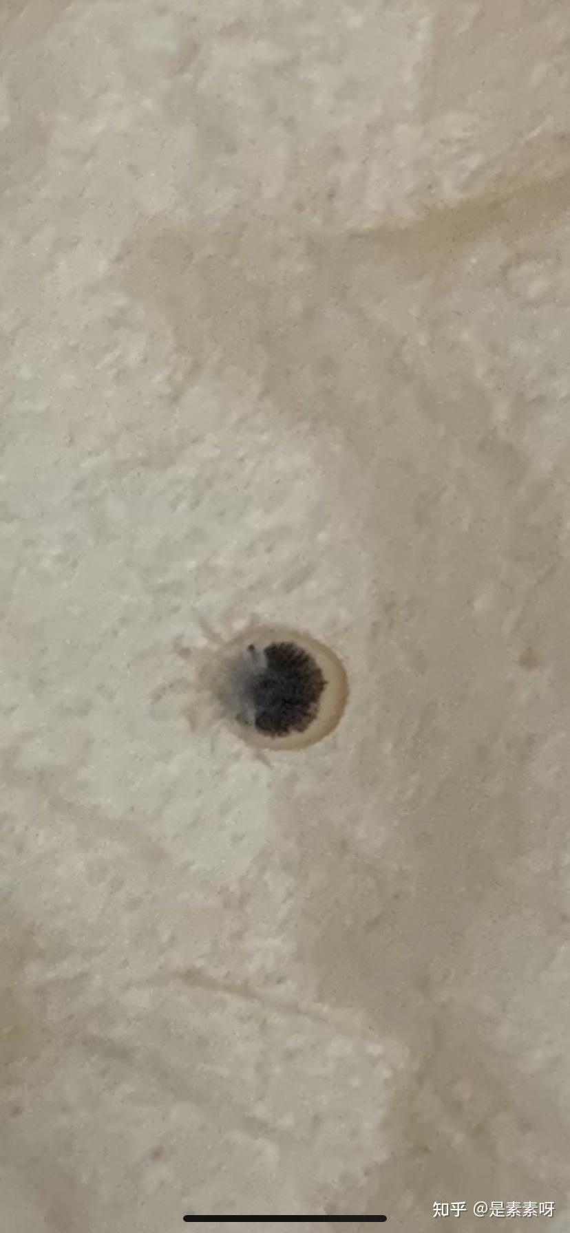 这种黑色特别扁平的小虫子是什么虫