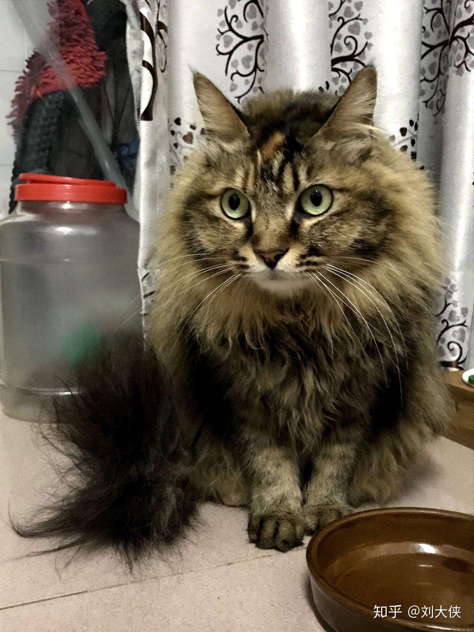 这只猫是田园猫么毛很长