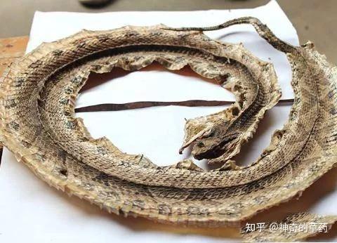 蕲蛇 神奇的草药 找药材抓药方 4人赞同了该文章 本品为常用中药