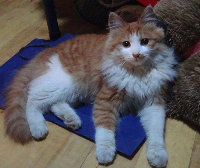 纯种狮子猫和橘猫生出的小猫是什么样的? - 知乎