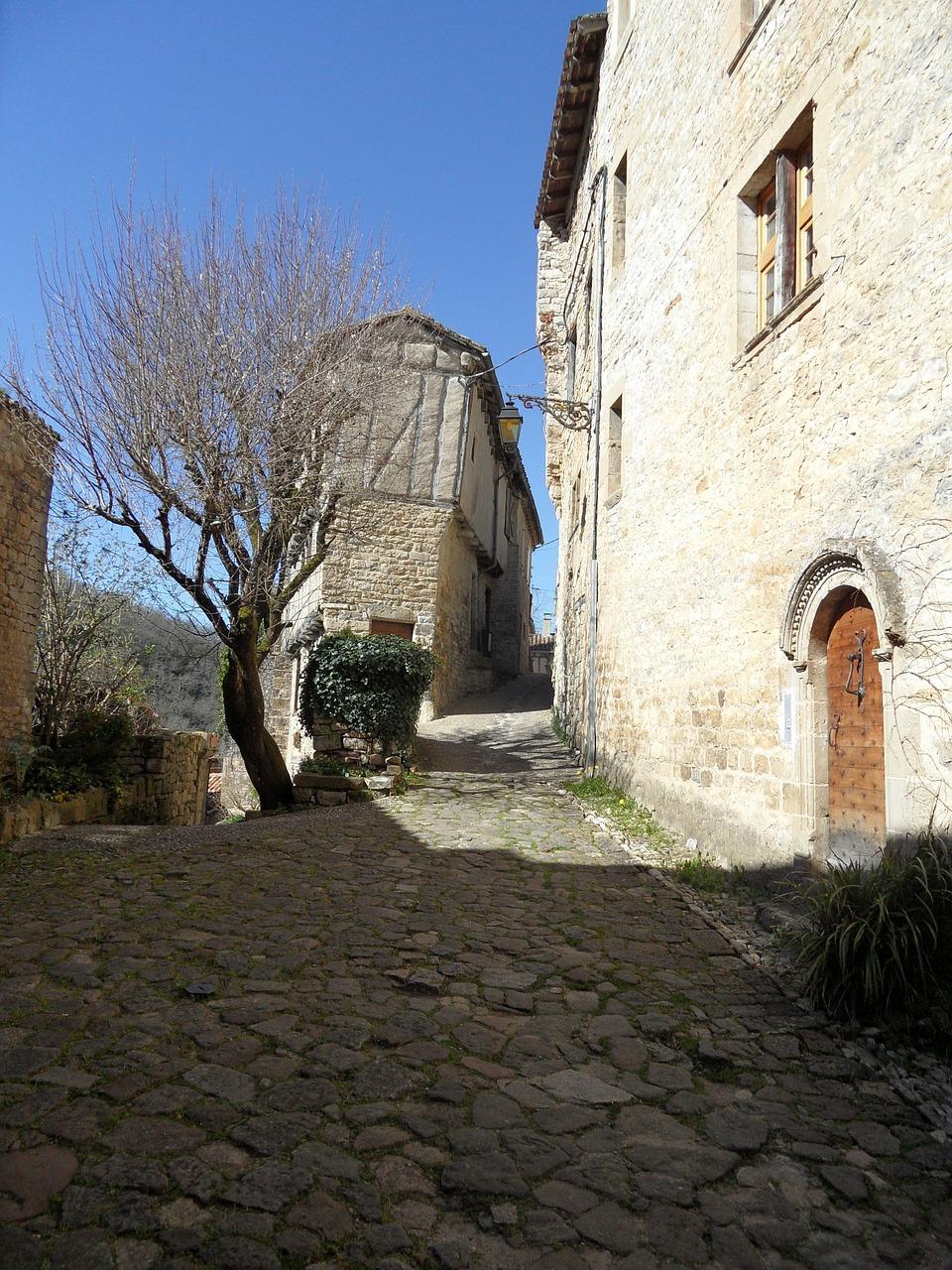 村里的大树传奇