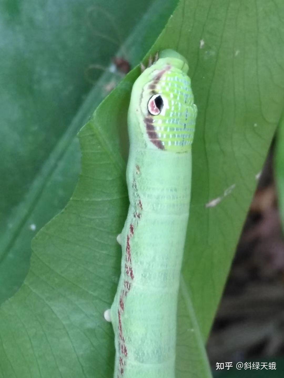 蛇头蛾知道自己的翅膀像蛇头吗