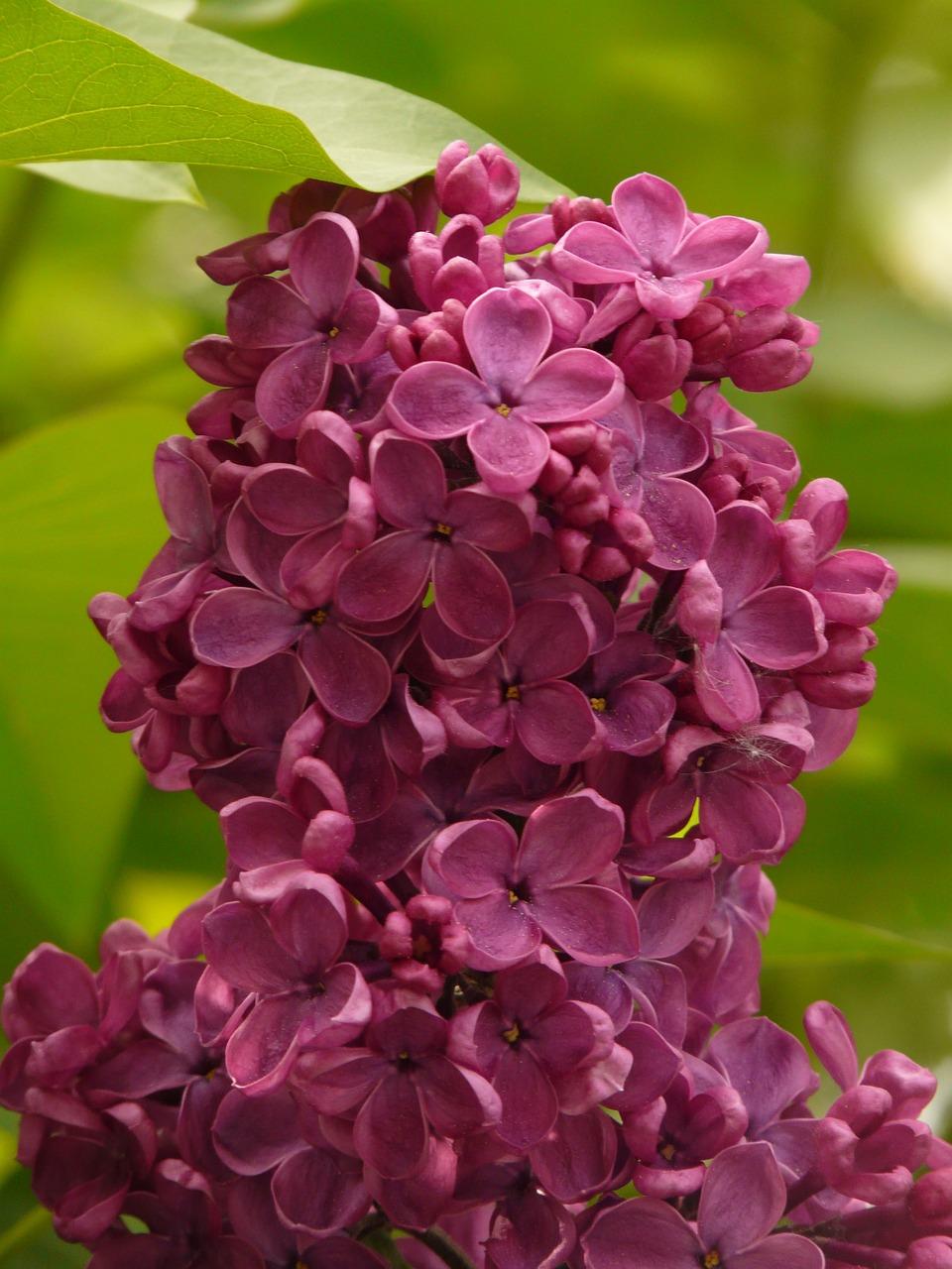 2. 紫丁香精装宅