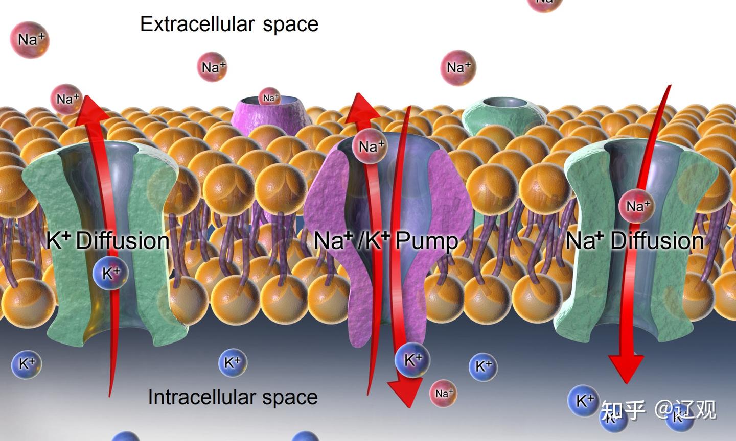 Extracellular fluid（细胞外液） - 辽观搬运的英文维基百科词条- 知乎