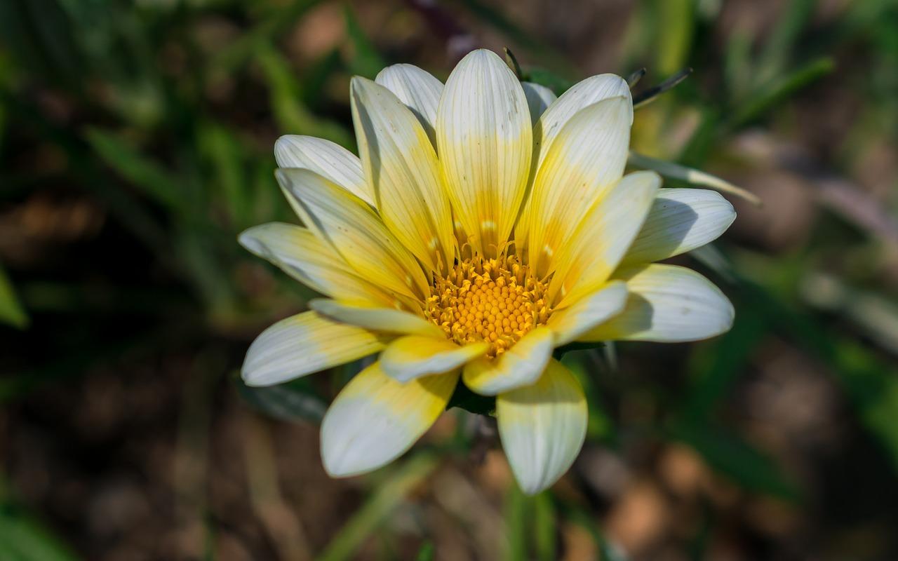 仙人指如何种植