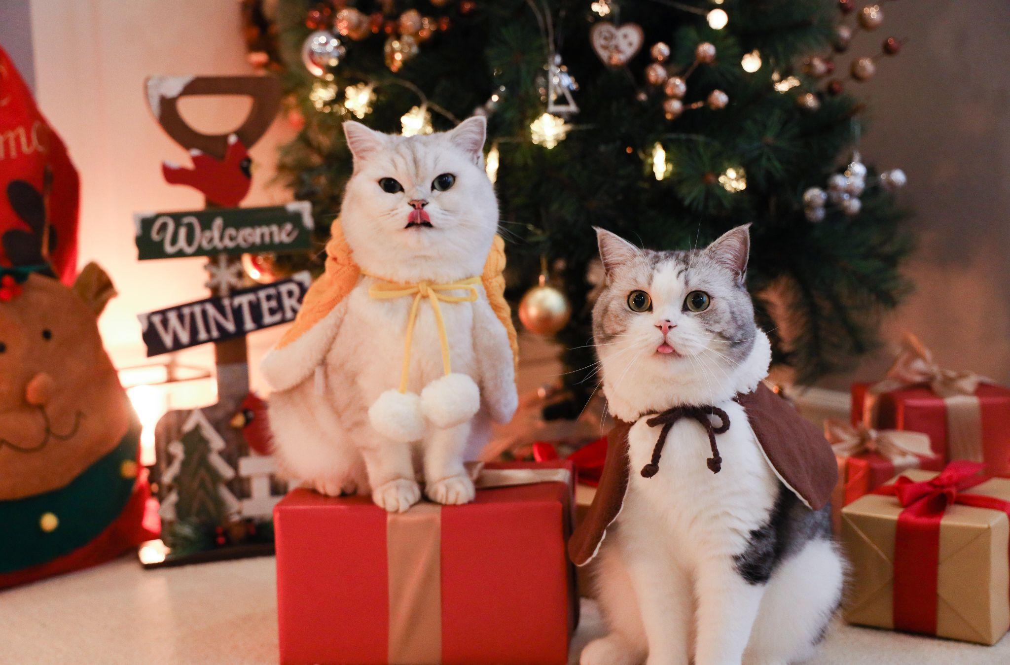 有没有什么可爱的猫猫狗狗,可以做头像壁纸的那种鸭? - 知乎