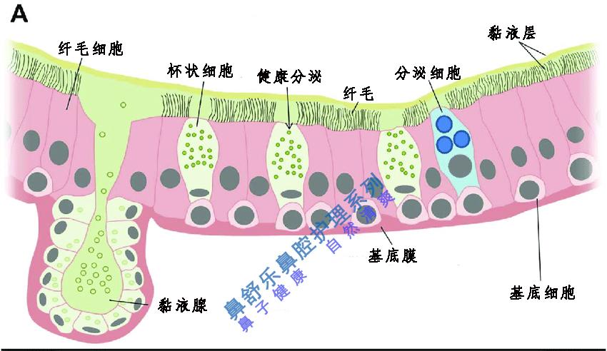 为什么一冷一热 或冻到了会感冒? - 知乎