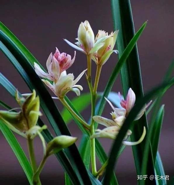 兰花的分株和上盆详细步骤的经验浅谈 - 知乎