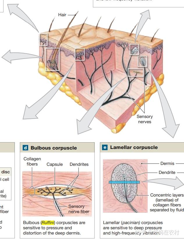 力学感受器梅克尔触盘迈斯纳小体克劳泽终球帕奇尼小体之间结构成分
