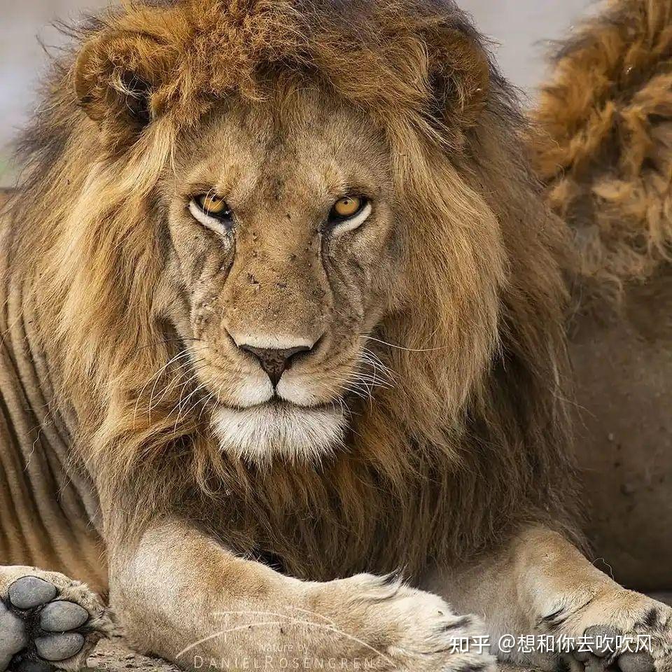 广州动物园狮子留了个齐刘海,工作人员「它自己打理的,我们不敢剪」