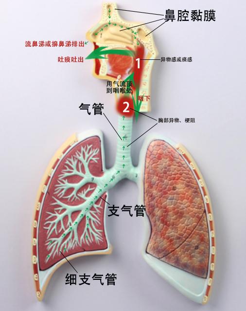 肺和气管位置图片图片