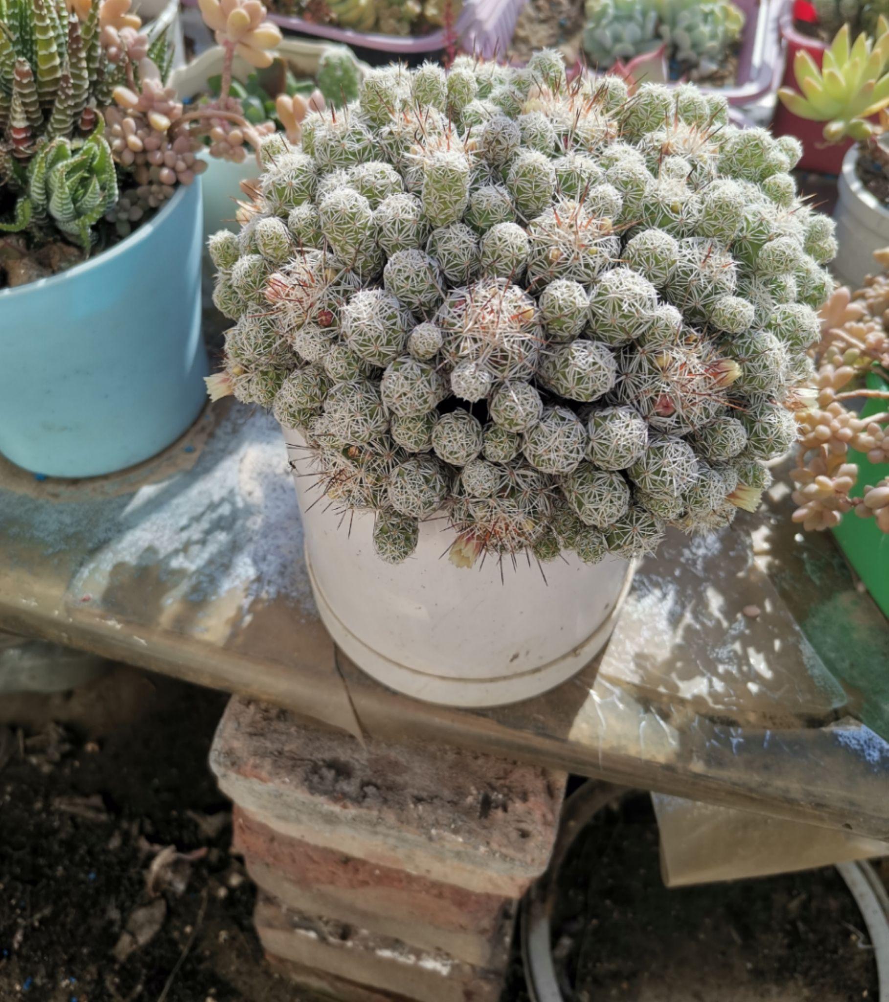 我的多肉银手指变成了这样请问应该怎么处理? - 知乎