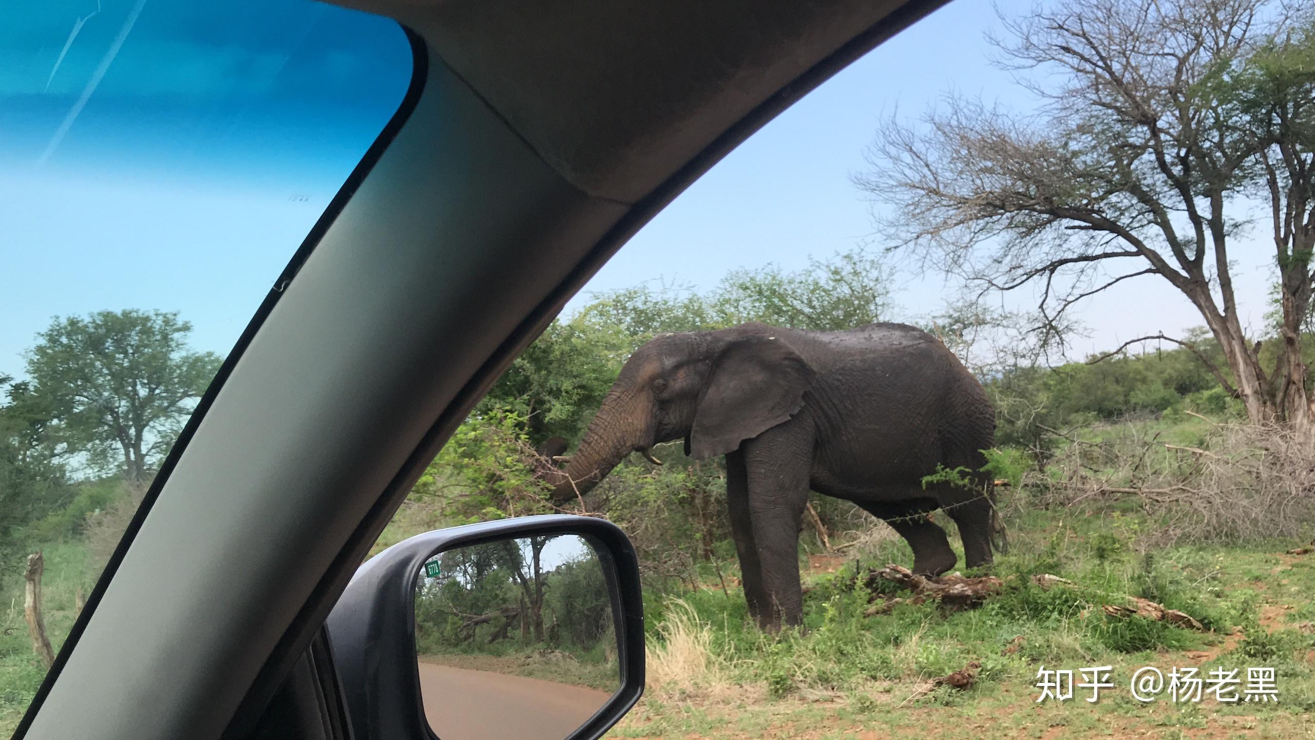 想去非洲safari,去kenya还是botswana?