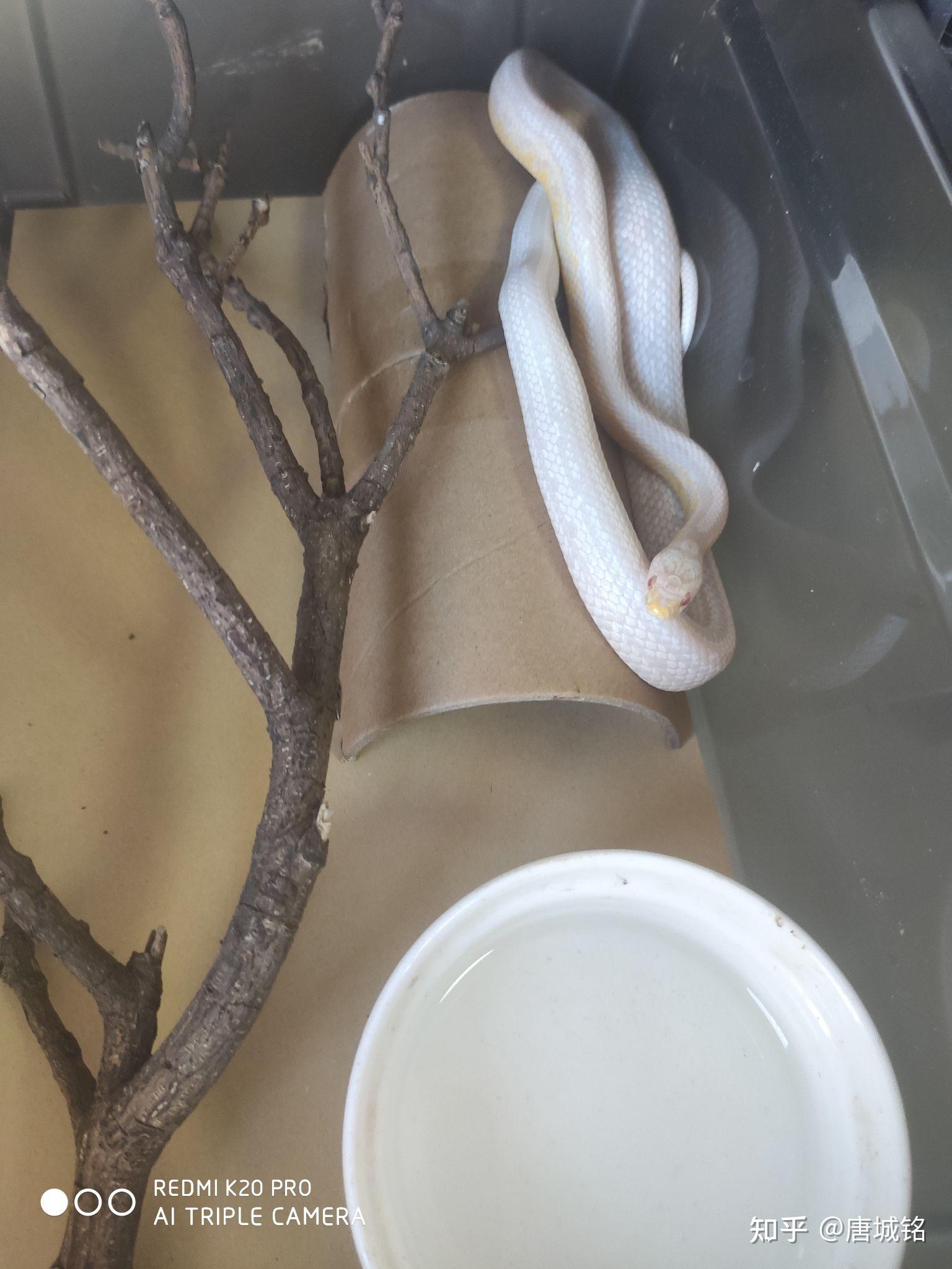 通体白色,身体成倒梯形的蛇是什么,? - 知乎