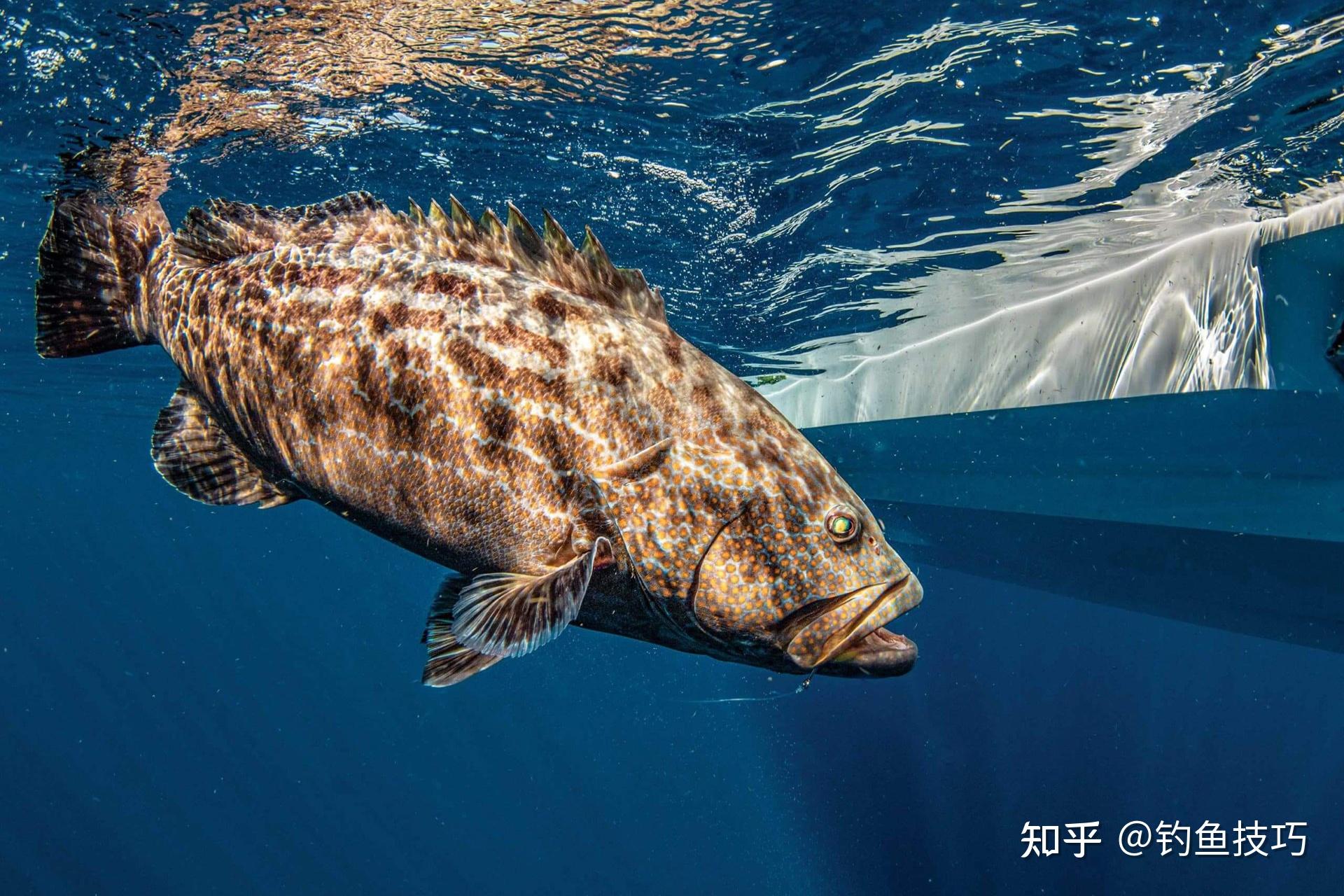 海钓和淡水钓的4个主要不同点 - 知乎
