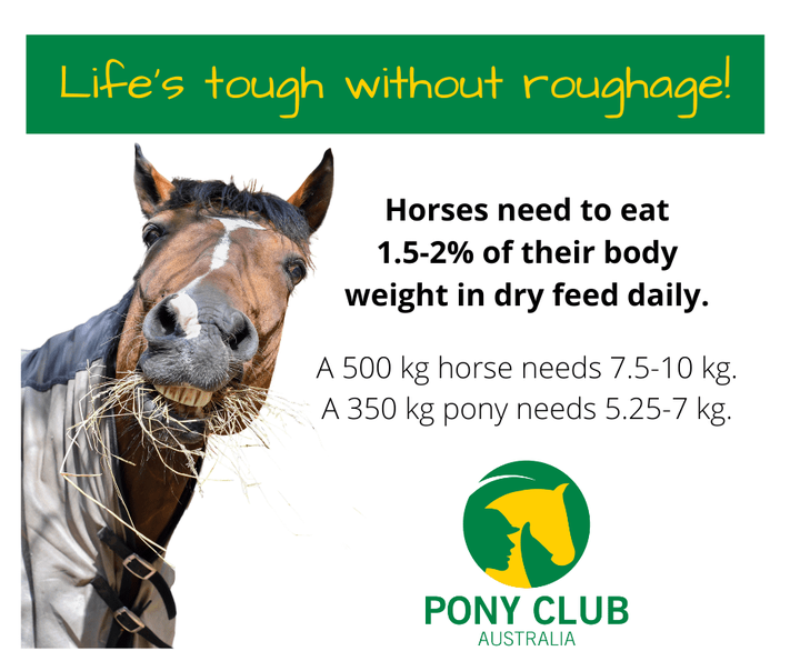  common suitable forage roughage for horses 