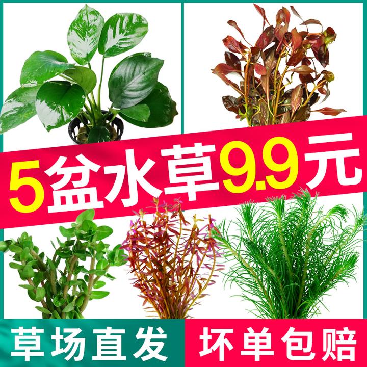 5种最佳的弱光水族馆植物 阴性水草 知乎