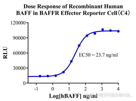 BAFF/BAFFR：B 细胞免疫的 
