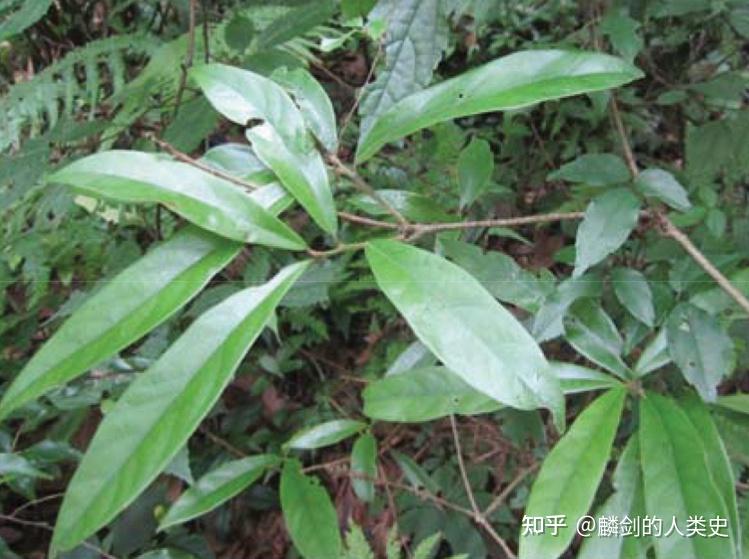 【地球生物全系列——植物篇】樟科—樟亚科(三):楠木 - 知乎