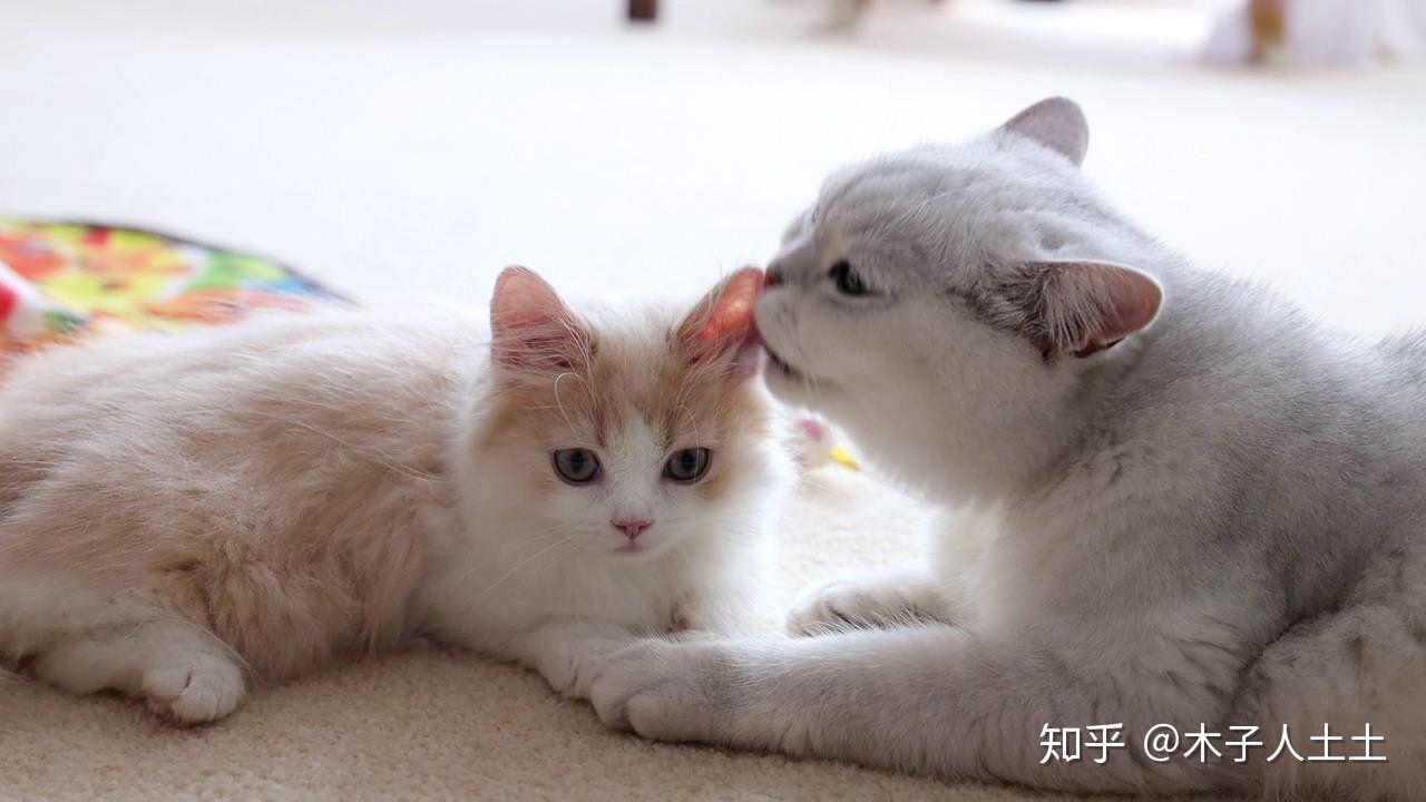 如何看待b站up主花花与三猫catlive被质疑知后院买后院