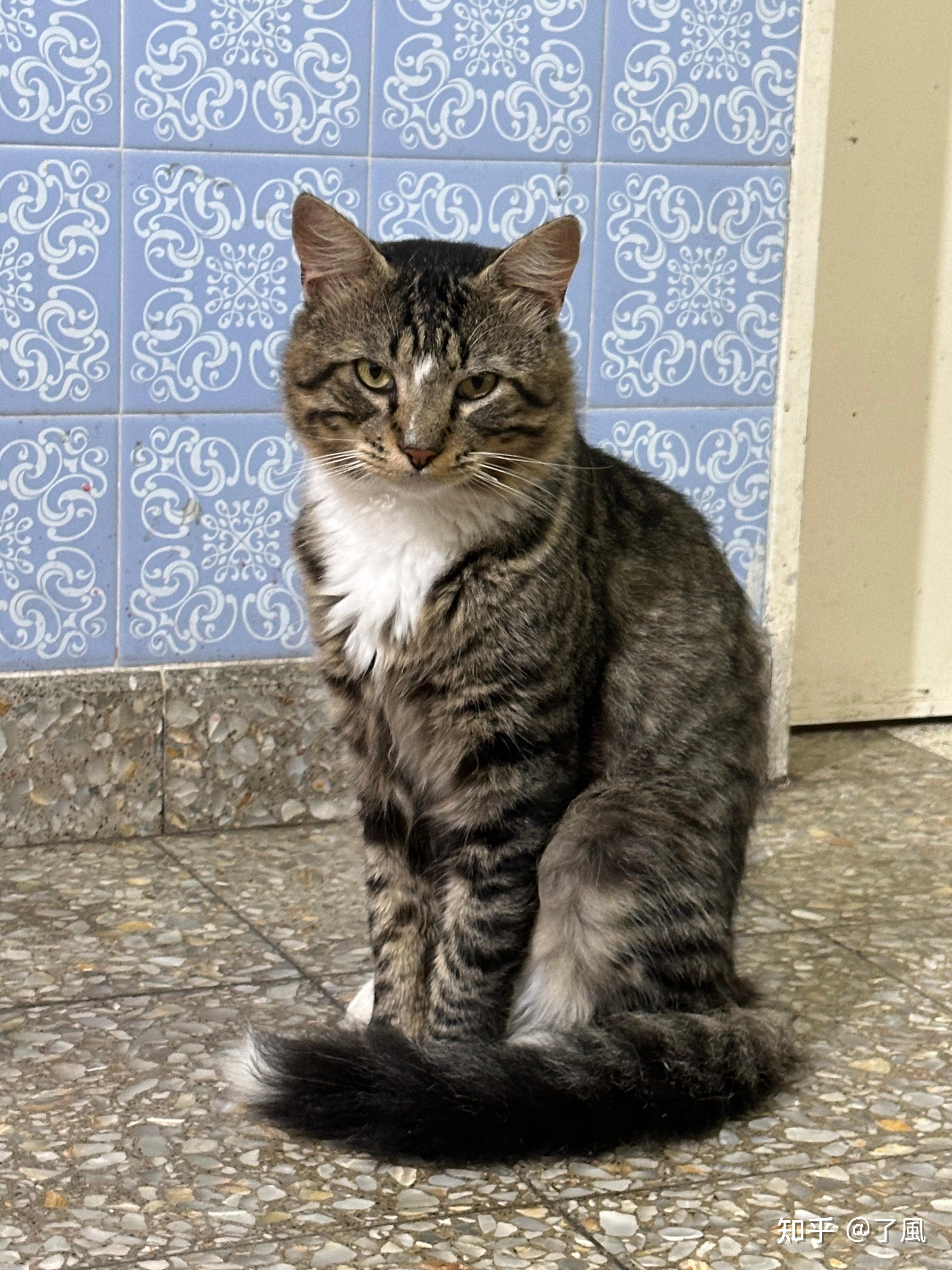 白餐巾白手套的狸花猫能有多漂亮