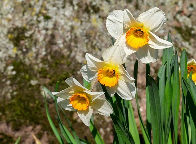 盘点最美的10大水仙花品种 知乎 盘点最美的10大水仙花品种 知乎