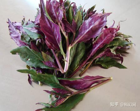 一家六口扫墓后误采毒草食用中毒,血皮菜化儿草傻傻分不清 - 知乎