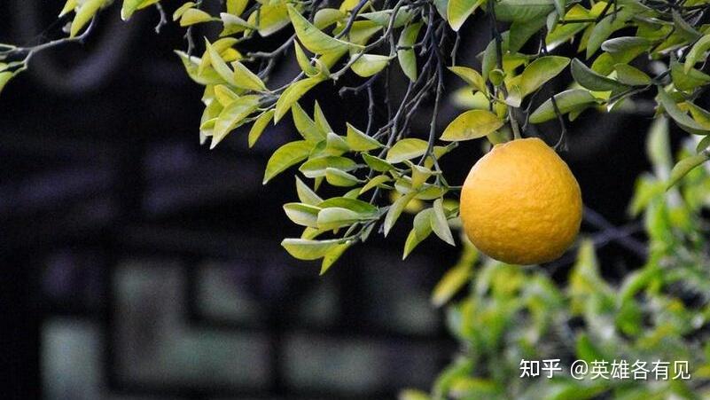 香橼｜有没有可能，我不是橙子 - 知乎