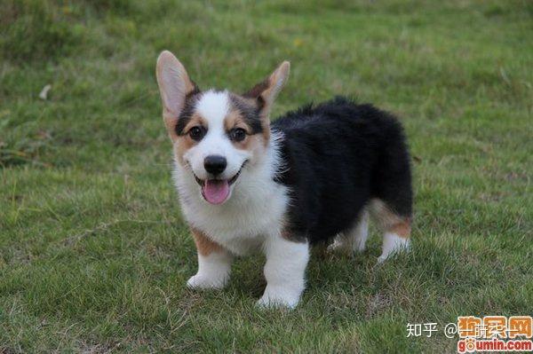 我俩前两天刚来了两只小柯基但他们是黑色的想问一下这是柯基吗