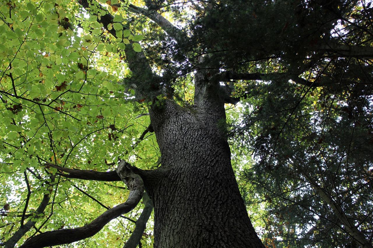 3. 柚木色家具流行