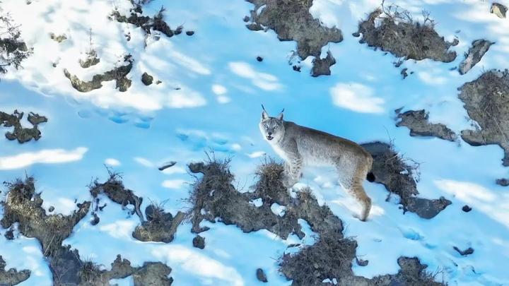 青海德令哈发现“狼猫”，在雪地中嬉戏被拍下，眼神犀利而警觉 - 知乎