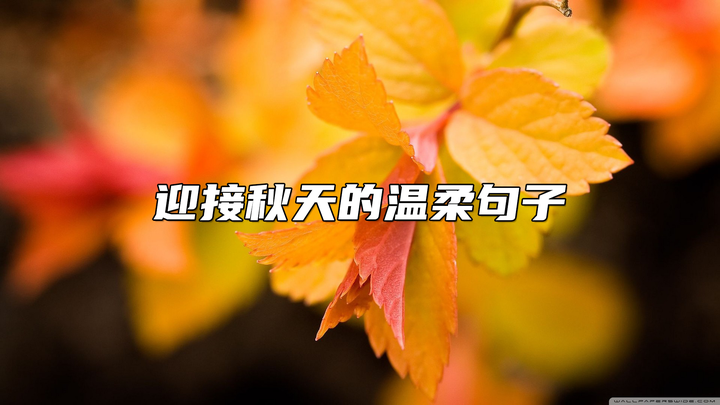 迎接秋天的温柔句子 不知不觉已是秋 忙忙碌碌又一年 知乎