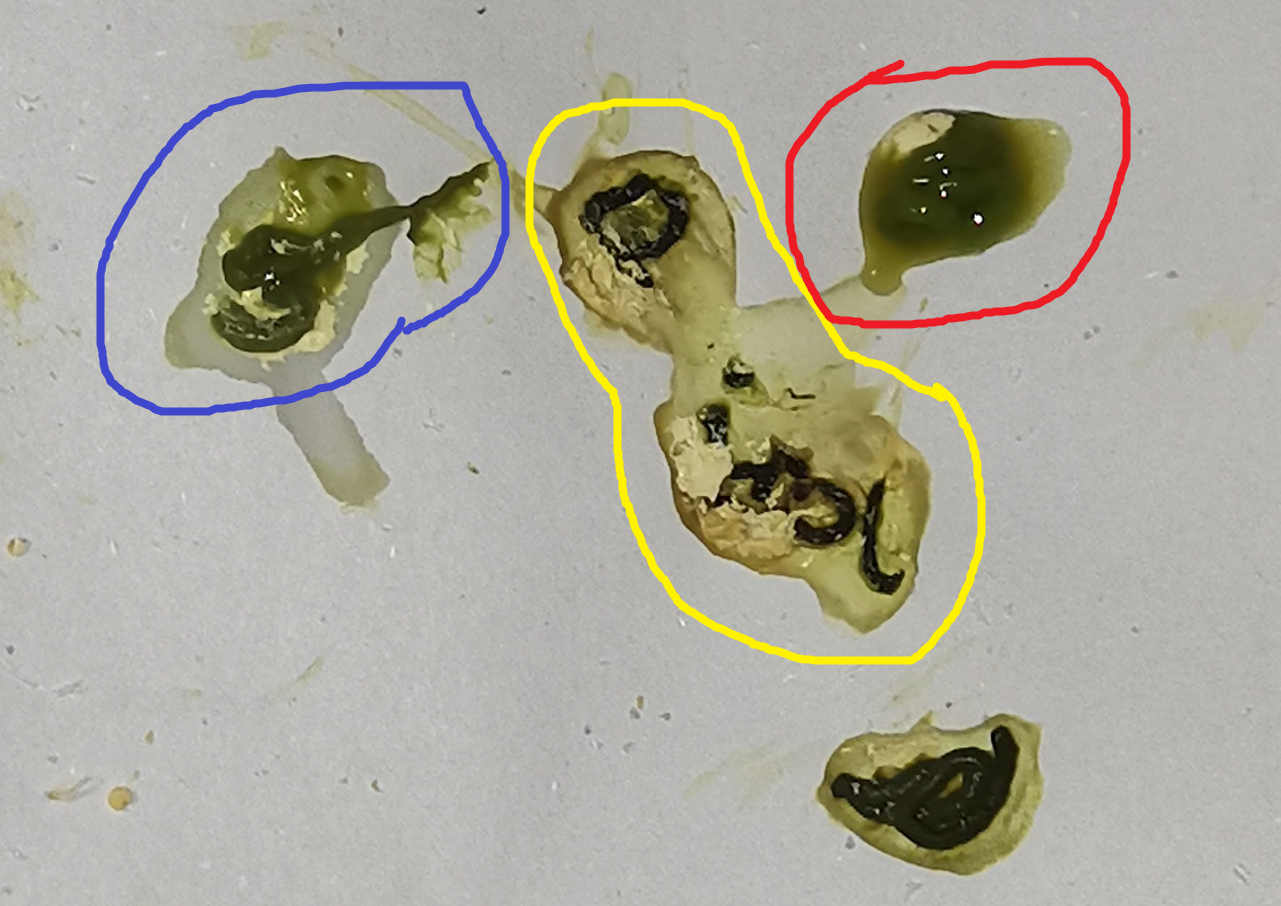 鹦鹉嗉囊炎有什么症状?