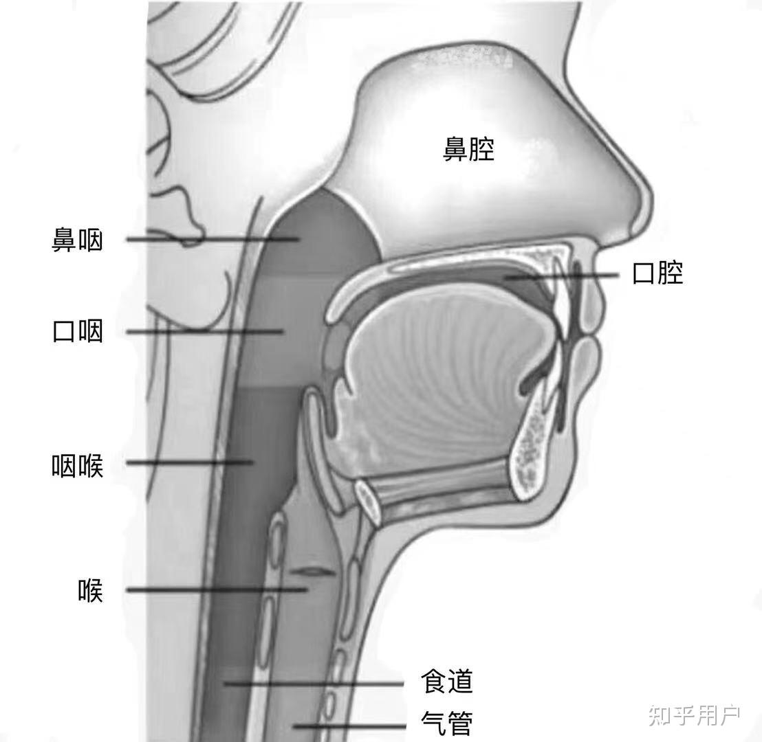 如何口腔一直保持打开，软腭上抬？很多方法都试过，只能体会到，不能发声的时候也保持。? - 知乎