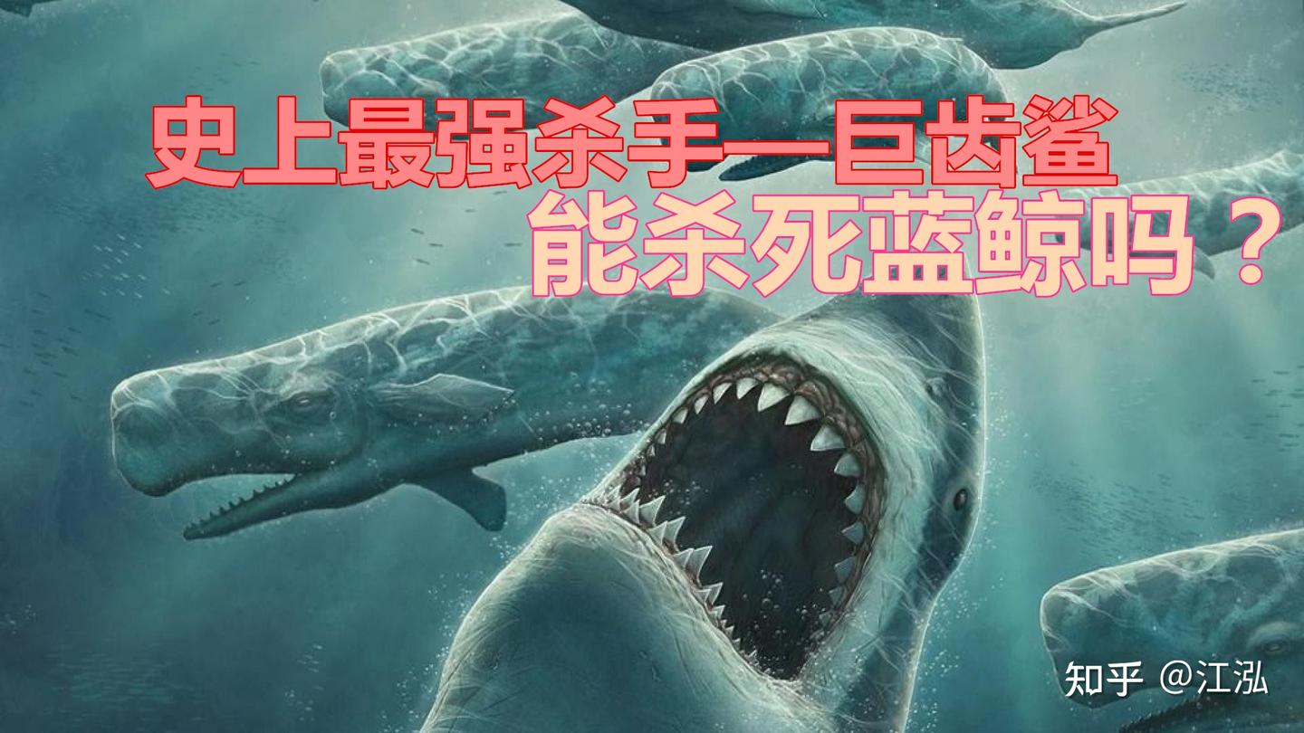 当史上最强杀手遇到史上最大动物会怎样？ - 知乎