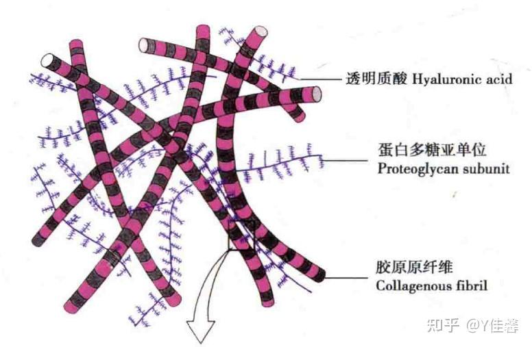细胞外基质和基质都是什么组成的？ - 知乎