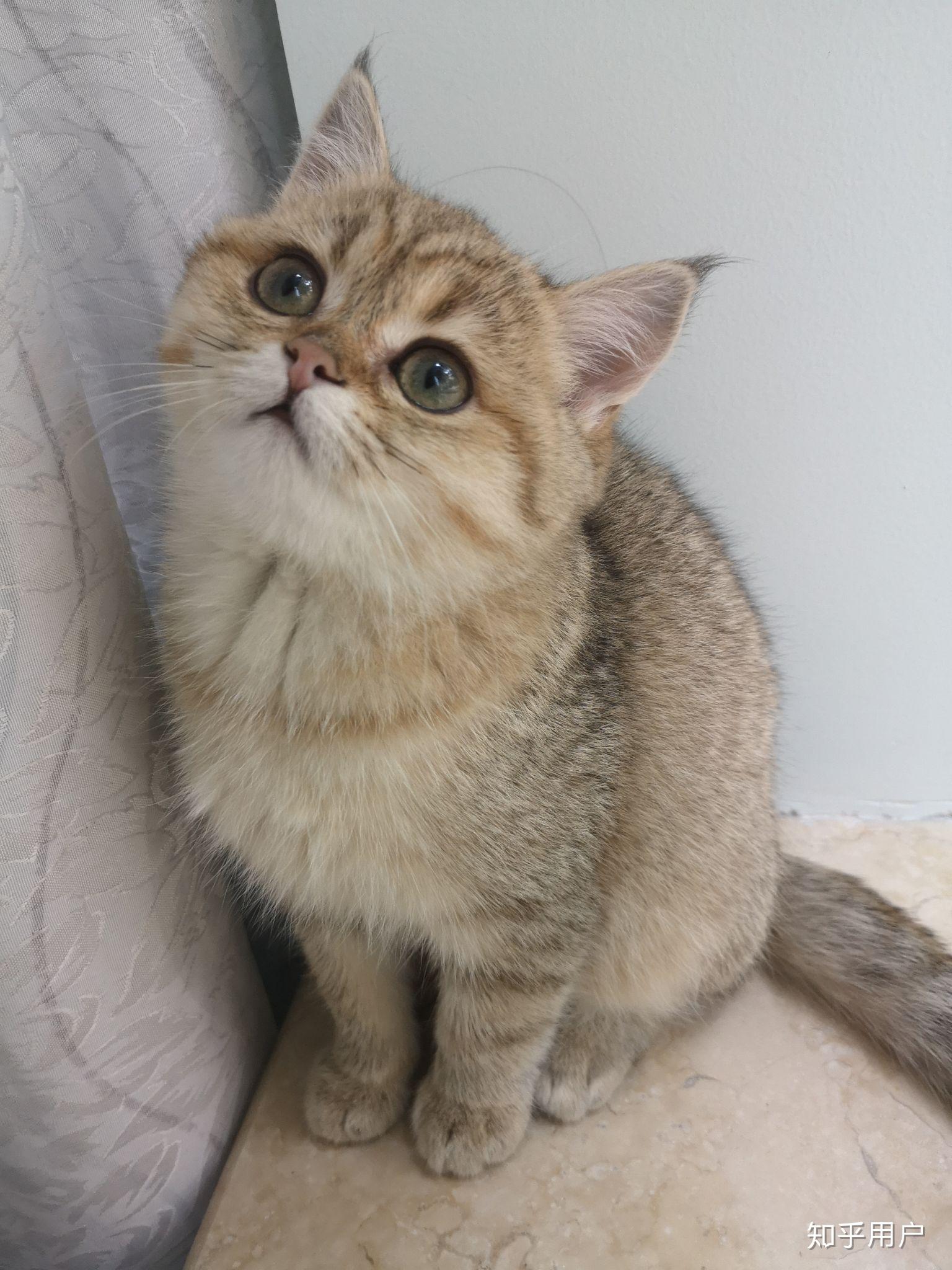 金渐层英短长这样吗?