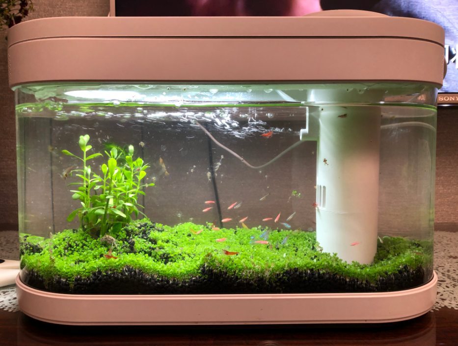 最终我也过上了老年生活 画法几何懒人鱼缸开缸 知乎