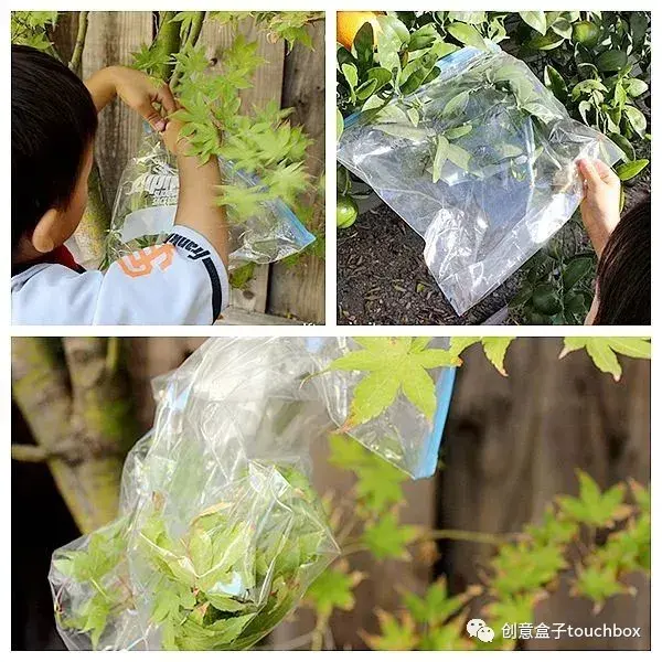 捡几片树叶,能学到这么多?!值得每个家长老师收藏! - 知乎