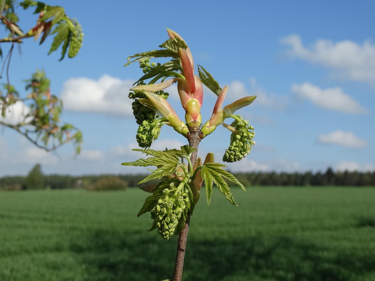 4. 发芽条件解析