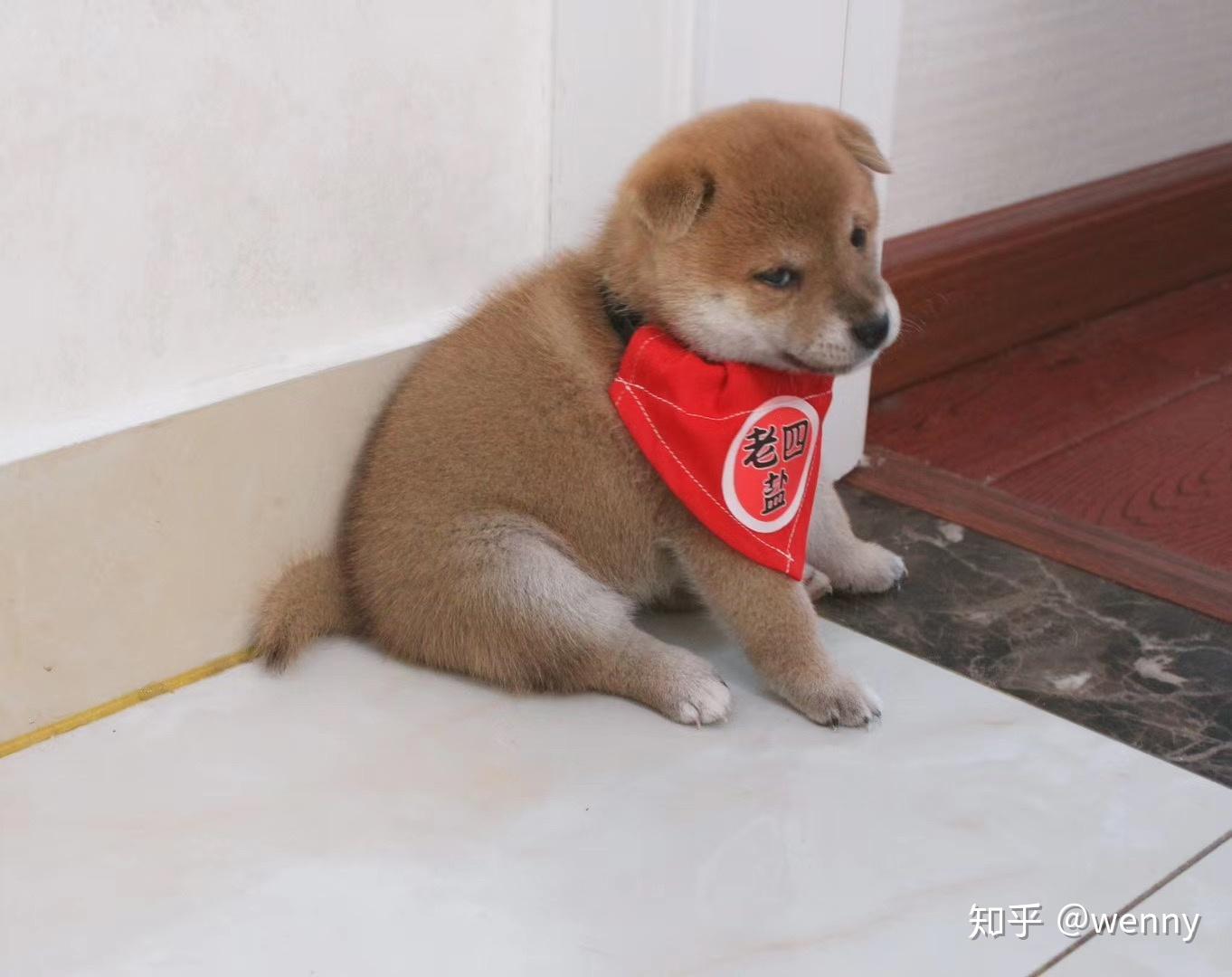 你还有什么样的废柴犬对比表情包