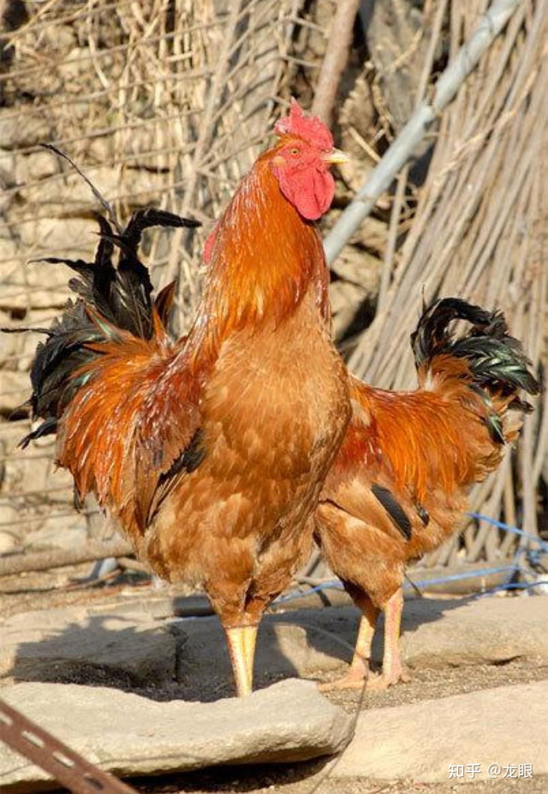 国内有什么高脚鸡品种值得入手? - 知乎